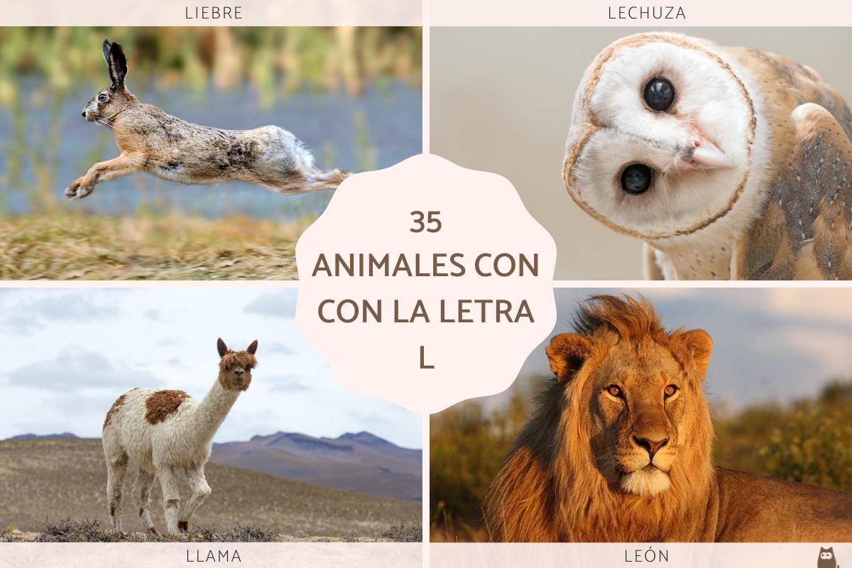 Animales con L en español y en inglés