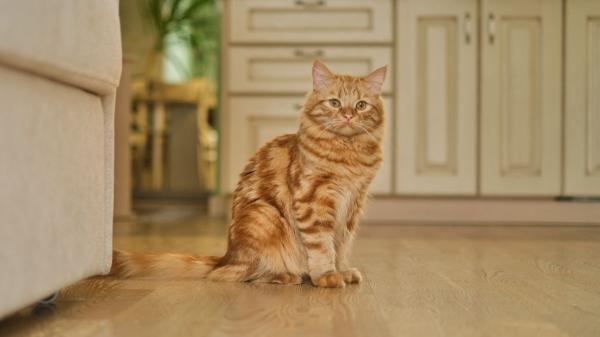 Tu salón, su territorio: así es como tu gato ve realmente tu casa (y por qué las alturas son clave) - El salón es en realidad un mapa de rutas invisibles