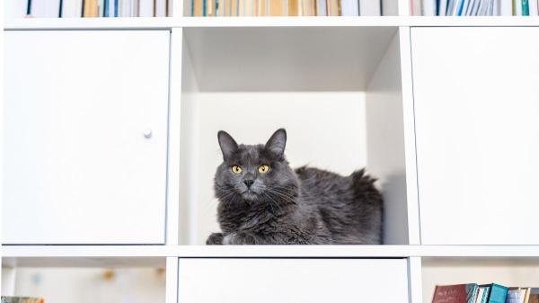 Tu salón, su territorio: así es como tu gato ve realmente tu casa (y por qué las alturas son clave) - El secreto biológico detrás de sus escondites favoritos