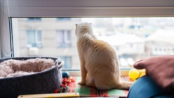Tu salón, su territorio: así es como tu gato ve realmente tu casa (y por qué las alturas son clave) - La ventana no es un adorno, es la “televisión” de tu gato