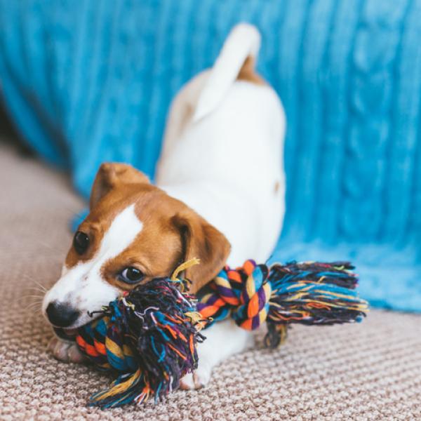 Los 10 mejores juguetes para cachorros Calidad precio