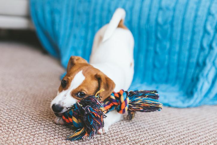 Los mejores juguetes para cachorros shop