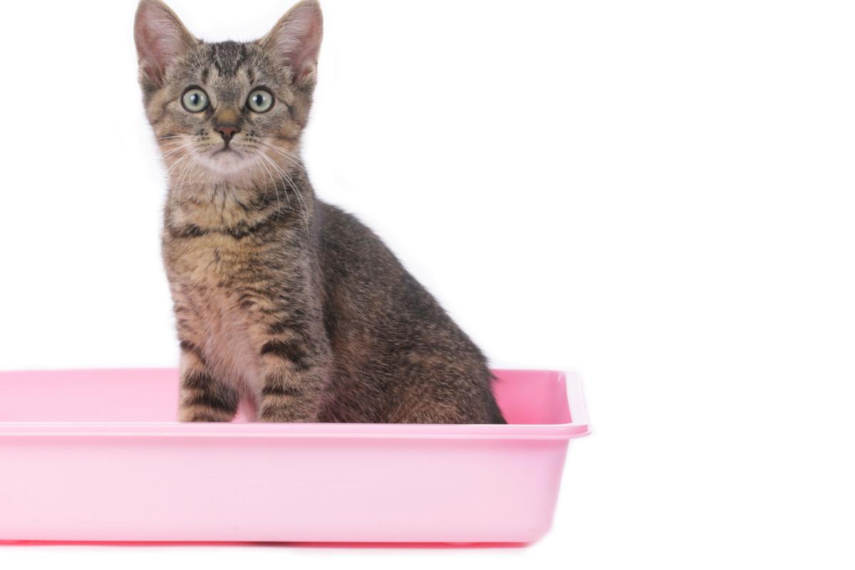 Mi gato no puede orinar: causas y remedios caseros