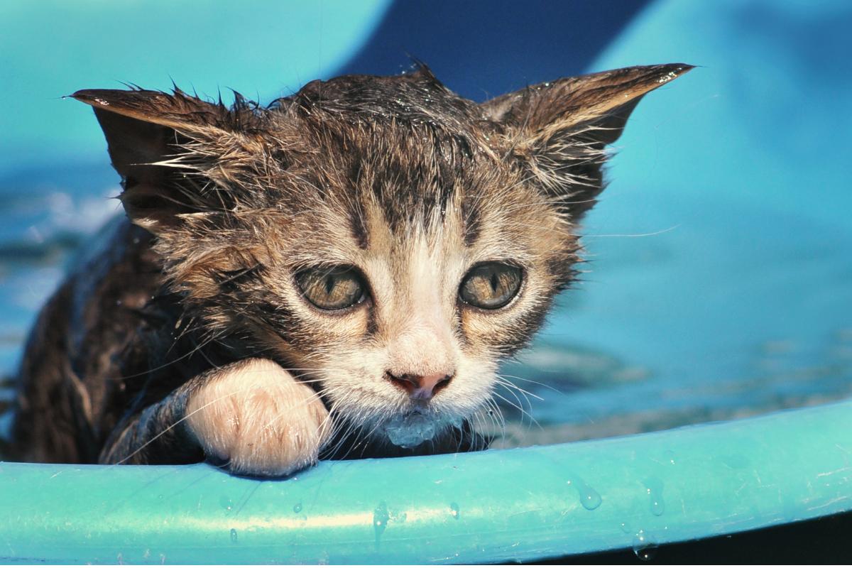 ¿Se puede bañar a un gato sin vacunar?