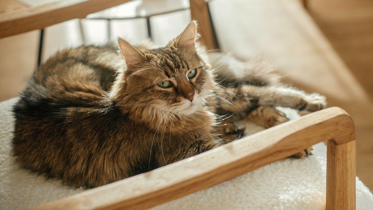 Tu salón, su territorio: así es como tu gato ve realmente tu casa (y por qué las alturas son clave)