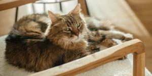 Tu salón, su territorio: así es como tu gato ve realmente tu casa (y por qué las alturas son clave)