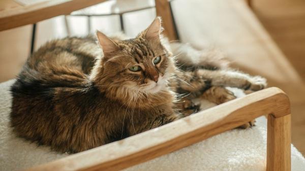 Tu salón, su territorio: así es como tu gato ve realmente tu casa (y por qué las alturas son clave)