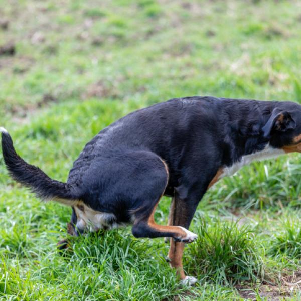 cuándo controlan la vejiga los caniches