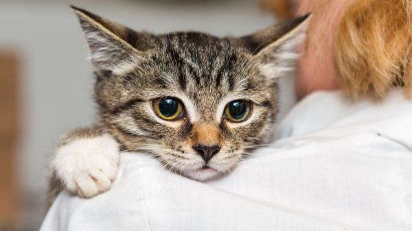 Los veterinarios coinciden: “Lo que muchos creen que es una bola de pelo en gatos podría ser una urgencia respiratoria” - El sonido que muchos tutores de gatos confunden con una simple bola de pelo puede avisar de algo más grave