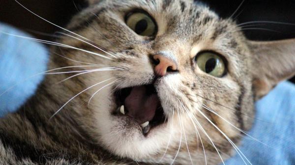 Los veterinarios coinciden: “Lo que muchos creen que es una bola de pelo en gatos podría ser una urgencia respiratoria” - Las señales que pueden indicar un problema respiratorio en gatos