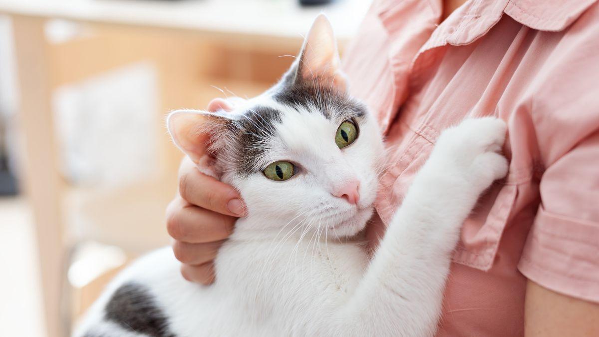 Los veterinarios coinciden: “Lo que muchos creen que es una bola de pelo en gatos podría ser una urgencia respiratoria”