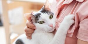 Los veterinarios coinciden: “Lo que muchos creen que es una bola de pelo en gatos podría ser una urgencia respiratoria”