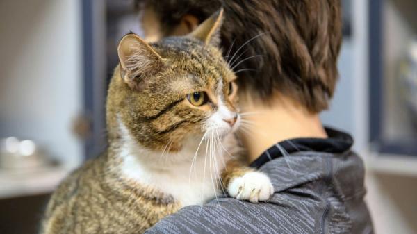 Los veterinarios coinciden: “Lo que muchos creen que es una bola de pelo en gatos podría ser una urgencia respiratoria” - Los veterinarios insisten: no esperes “a ver si se le pasa”