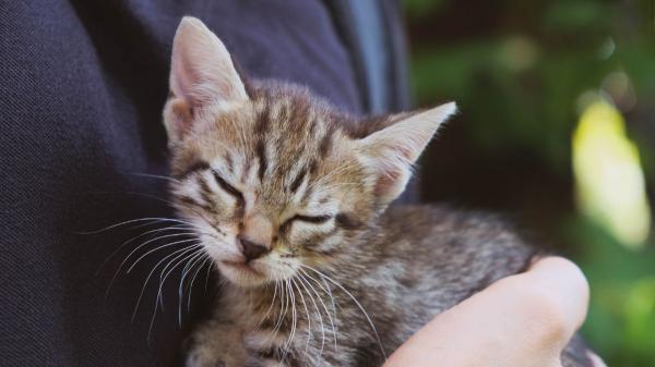 Los veterinarios coinciden: “Lo que muchos creen que es una bola de pelo en gatos podría ser una urgencia respiratoria” - No siempre es una bola de pelo: así puedes notar la diferencia cuando el problema es respiratorio