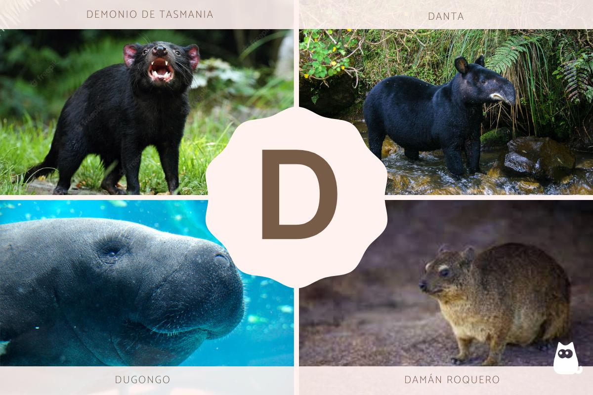 Animales que empiezan por D