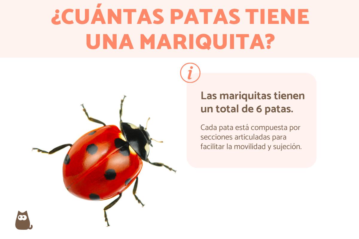 ¿Cuántas patas tiene una mariquita?