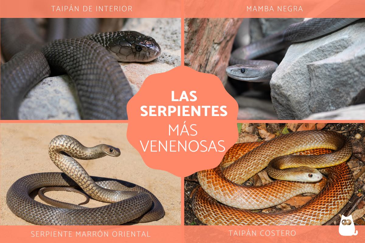 Las serpientes más venenosas del mundo