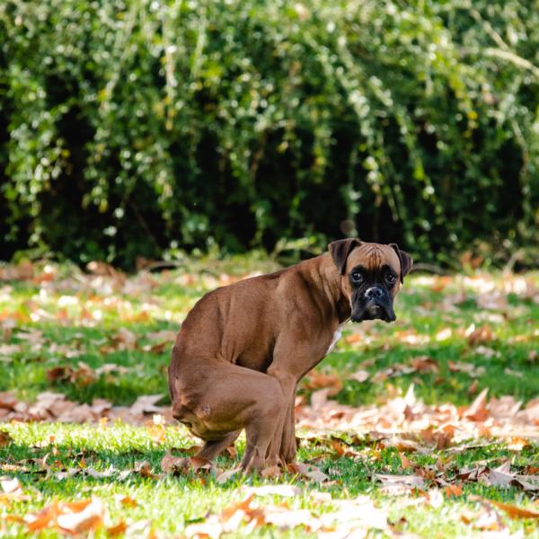 que pasa si mi perro come caca