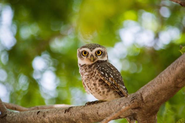 Curiosidades de los búhos - 10. Estado de conservación en alerta