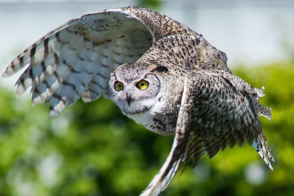 Curiosidades de los búhos - 2. Su vuelo es sorprendentemente silencioso