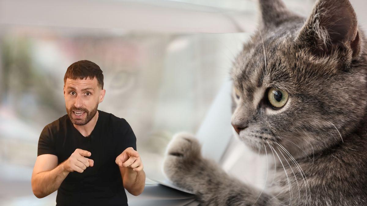 Carlos Gutiérrez, veterinario: “Tu gato no piensa que lo has abandonado cuando sales de casa, sabe que volverás y te espera”
