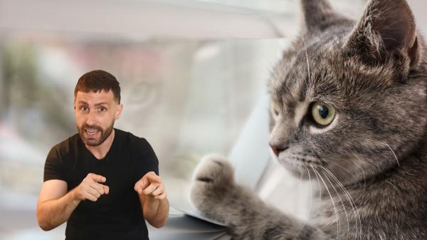 Carlos Gutiérrez, veterinario: “Tu gato no piensa que lo has abandonado cuando sales de casa, sabe que volverás y te espera”