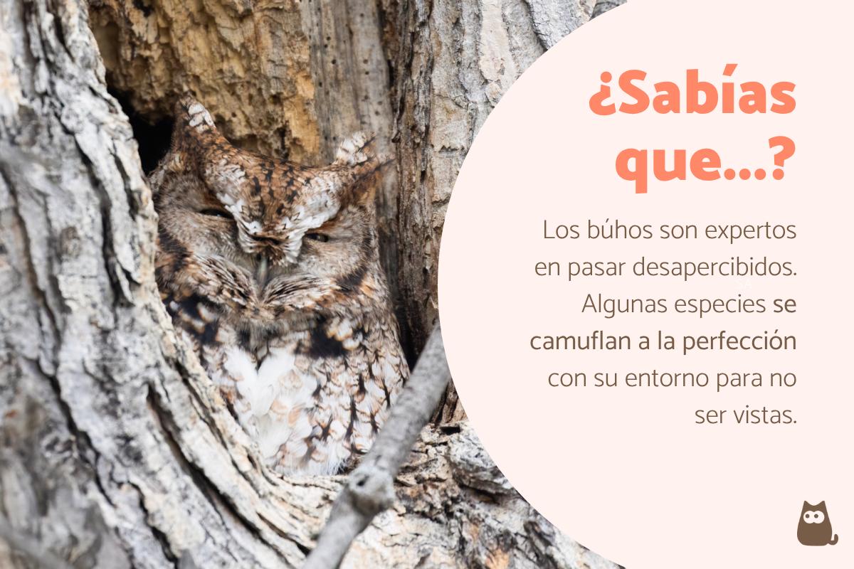 Curiosidades de los búhos