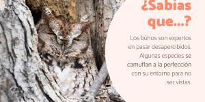 Curiosidades de los búhos