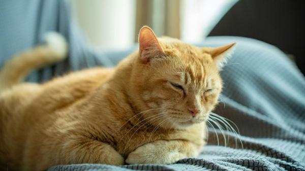 Carlos Gutiérrez, veterinario: “Tu gato no piensa que lo has abandonado cuando sales de casa, sabe que volverás y te espera” - Las teorías que explican qué creen los gatos que hacemos cuando salimos de casa, según los expertos