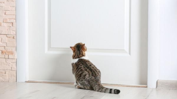 Carlos Gutiérrez, veterinario: “Tu gato no piensa que lo has abandonado cuando sales de casa, sabe que volverás y te espera” - Los gatos aprenden nuestros horarios y saben cuándo vamos a volver