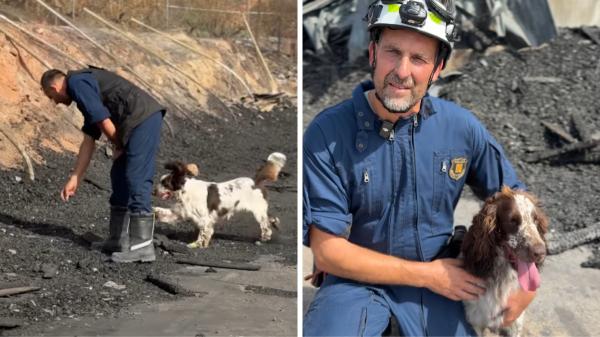 Speed, el primer perro de los Mossos capaz de encontrar gasolina entre las cenizas de un incendio - Así entrenaron a Speed para encontrar gasolina entre las cenizas