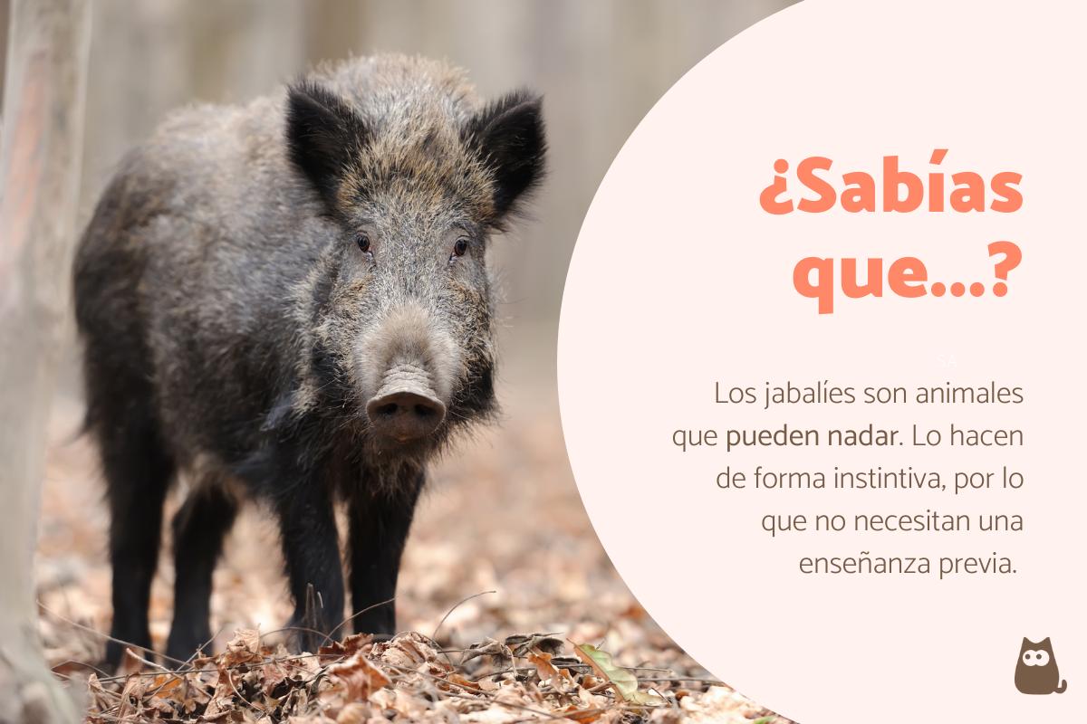 Curiosidades del jabalí