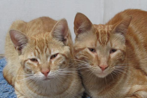 ¿Se puede morir un gato por un resfriado? - Riesgos y complicaciones de los resfriados en gatos