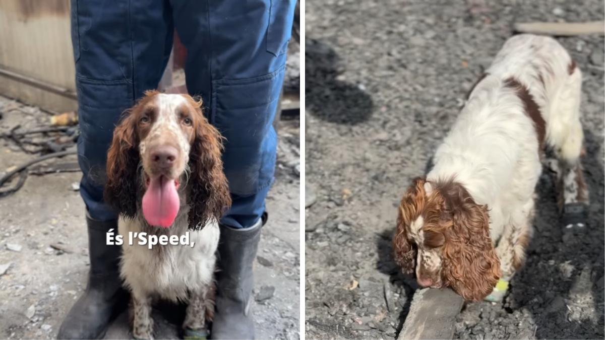 Speed, el primer perro de los Mossos capaz de encontrar gasolina entre las cenizas de un incendio