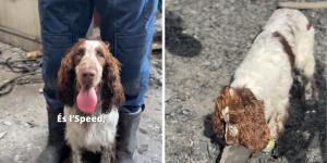 Speed, el primer perro de los Mossos capaz de encontrar gasolina entre las cenizas de un incendio