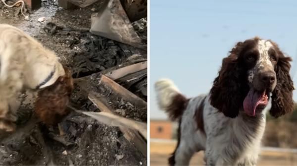 Speed, el primer perro de los Mossos capaz de encontrar gasolina entre las cenizas de un incendio - Su primer caso real: así fue el estreno de Speed en un incendio bajo investigación