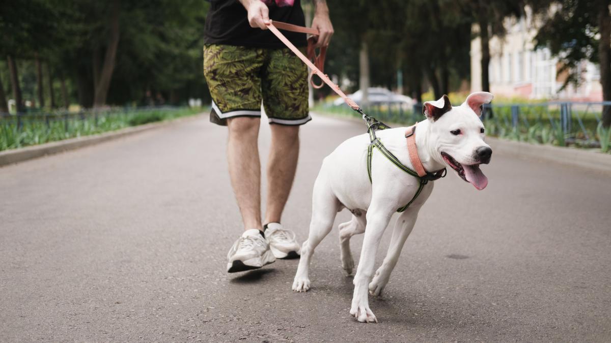 ¿Cuáles son los motivos por los que tu perro tira de la correa mientras pasea?