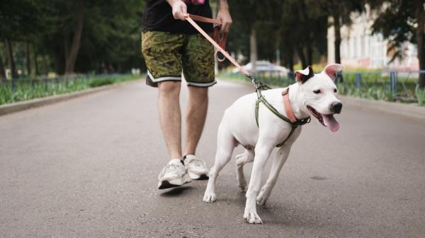 ¿Cuáles son los motivos por los que tu perro tira de la correa mientras pasea?