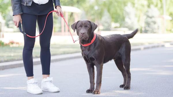 Si paseas a tu perro por Madrid, atento al reloj: estas son las horas en las que podrás soltarlo a partir del 25 de octubre - El horario cambia, pero algunas zonas siguen estando prohibidas para los perros
