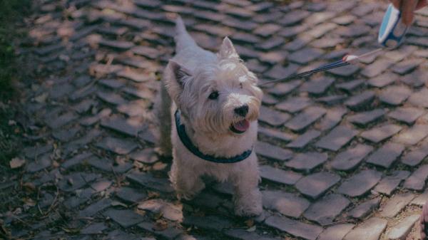 Si paseas a tu perro por Madrid, atento al reloj: estas son las horas en las que podrás soltarlo a partir del 25 de octubre - En invierno, los perros pueden estar sueltos de 19:00 a 10:00 horas