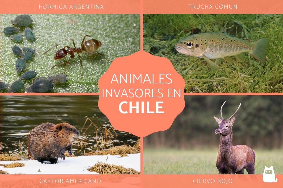 Especies invasoras en Chile