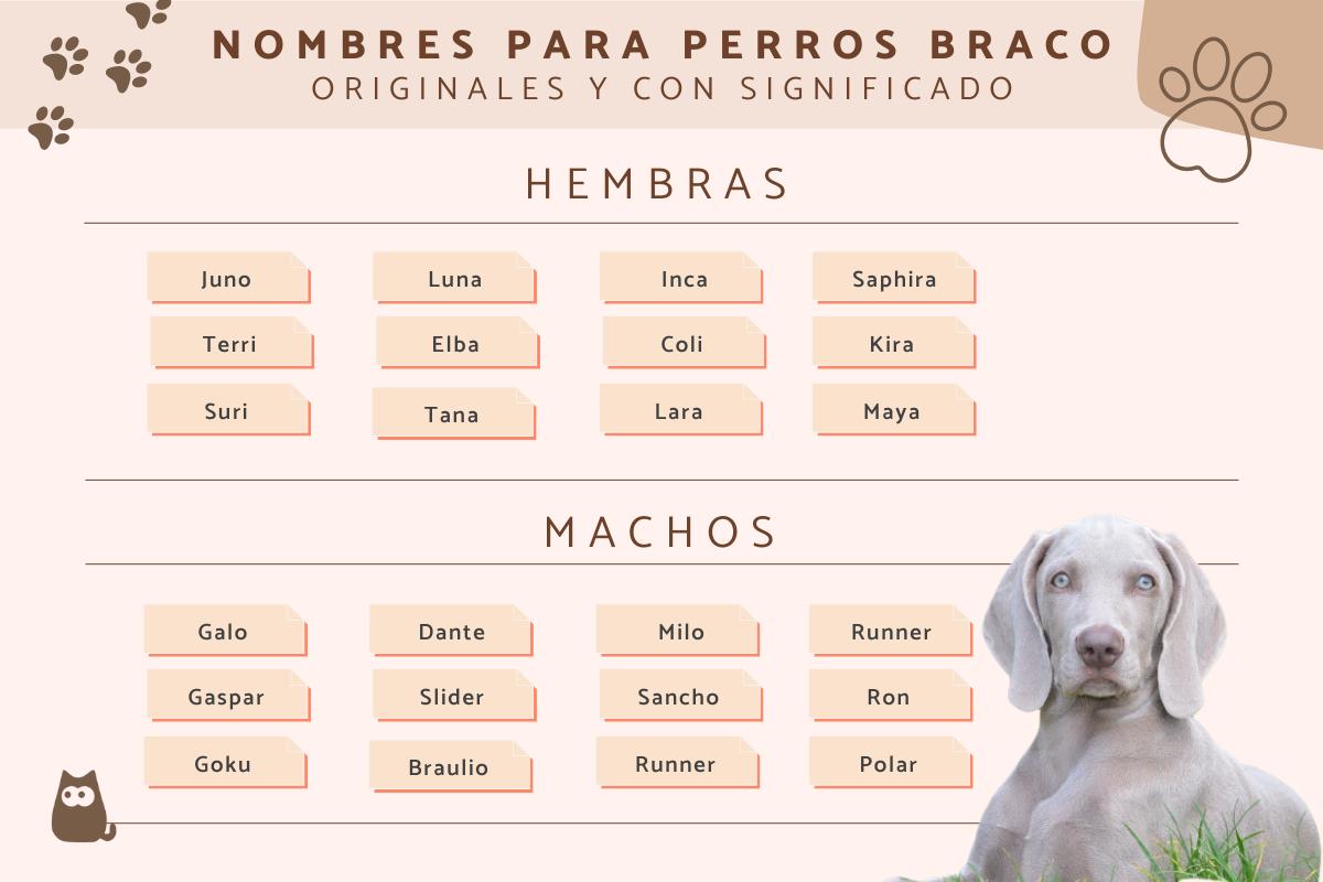Nombres para perros braco