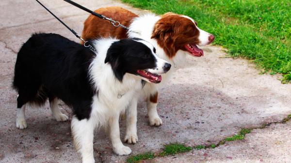 ¿Cuáles son los motivos por los que tu perro tira de la correa mientras pasea? - ¿Por qué mi perro tira de la correa al pasear?
