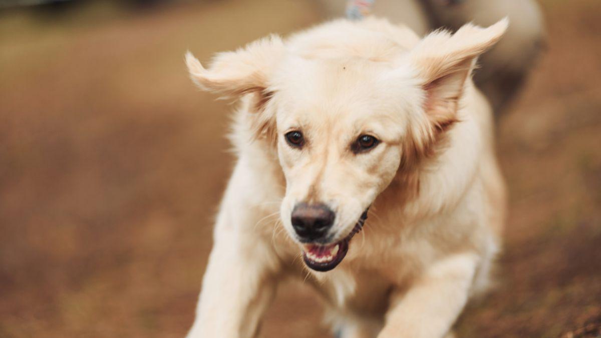 Si paseas a tu perro por Madrid, atento al reloj: estas son las horas en las que podrás soltarlo a partir del 25 de octubre
