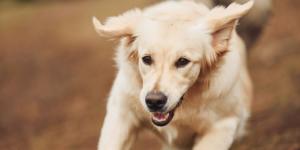 Si paseas a tu perro por Madrid, atento al reloj: estas son las horas en las que podrás soltarlo a partir del 25 de octubre