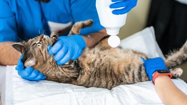 Tipos de heridas en gatos: guía completa para reconocerlas, tratarlas y evitar complicaciones - Cómo limpiar heridas en gatos y evitar complicaciones