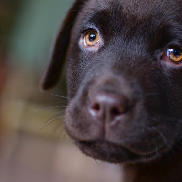cuanto tiempo debe dormir un cachorro de 11 semanas