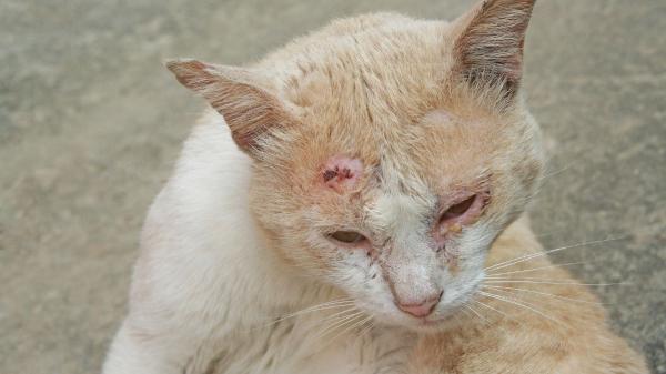 Tipos de heridas en gatos: guía completa para reconocerlas, tratarlas y evitar complicaciones - Heridas por mordedura: alto riesgo de infección