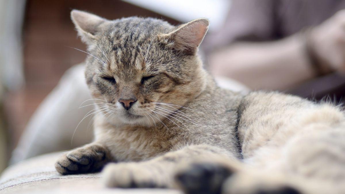 Muchos gatos mayores pierden peso sin que sus dueños le den importancia y podría ser una señal de alarma: las enfermedades que puede esconder