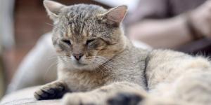 Muchos gatos mayores pierden peso sin que sus dueños le den importancia y podría ser una señal de alarma: las enfermedades que puede esconder